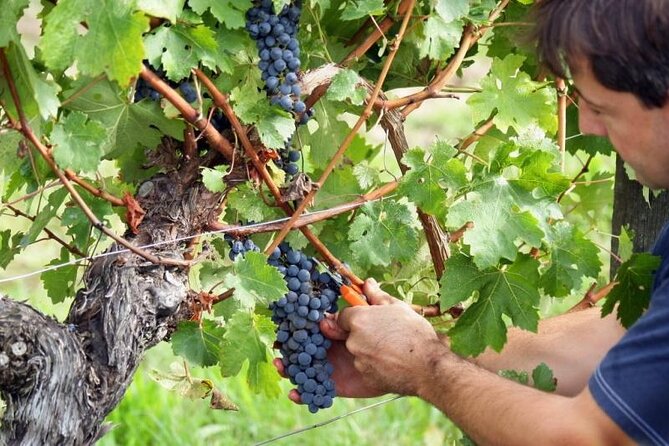 Food & Wine Tour: 11- Course Lunch, Cooking Class, Wine Tasting - Private Family-Owned Vineyard