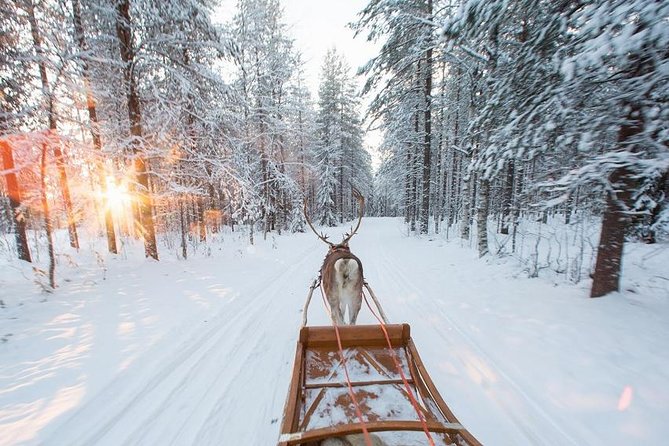 Forest Trail Reindeer Safari - Sleigh Ride Adventure