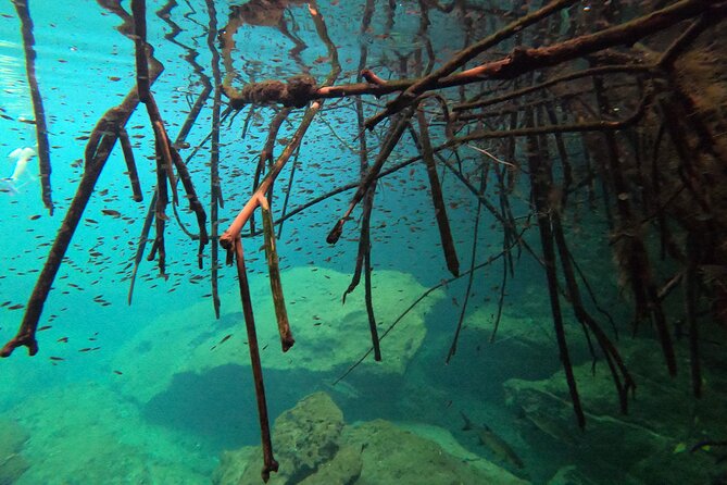 Freediving Intro for Beginners in a Cenote in Tulum Mexico - Pricing and Cancellation Policy