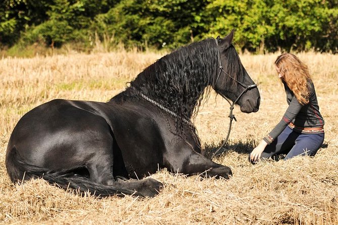 Friesian Herd Tours, Workshops, Classes and Retreats in the Kettle Moraine Area. - Things To Known