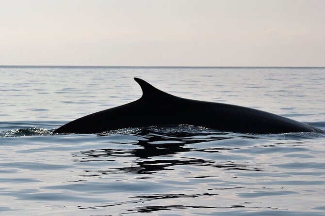 From Cala Gonone: Naturalistic Excursion on a RIB - Booking and Cancellation Policy