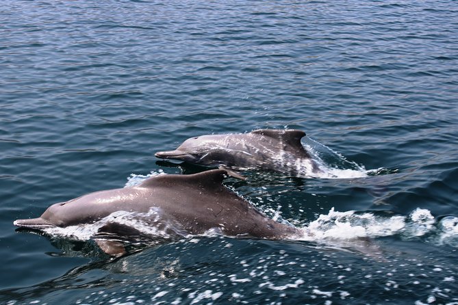 From Dubai to Norway of Arabai | KHASAB | Telegraph Island | OMAN - Onboard Activities and Amenities