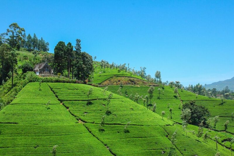 From Nuwara Eliya: Haputale Highlands Private Day Tour - Frequently Asked Questions