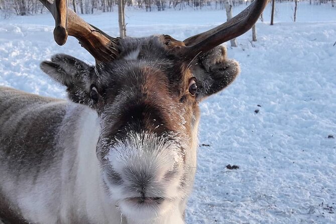 From Saariselkä: Ice Fishing Tour to Lake Inari, Reindeers &Lunch - Meeting Point Details