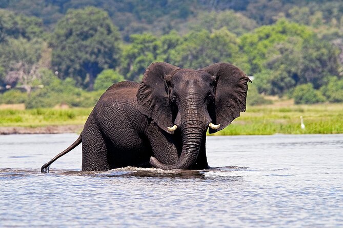 From Victoria Falls: a Full Day Chobe Safari With Buffet Lunch - Frequently Asked Questions