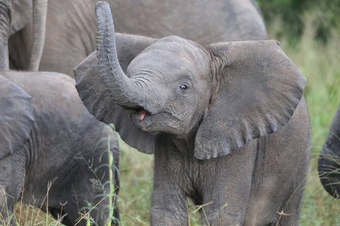From Victoria Falls: Hwange National Park Day Safari - Inclusions and Pricing