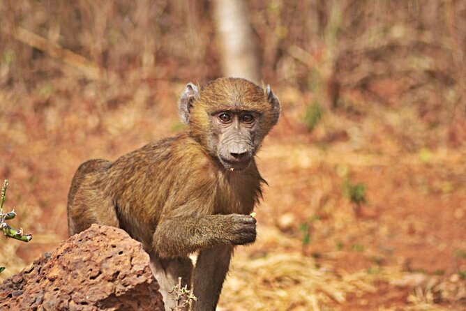 Full-Day Accra Safari and Boat Cruise Private Tour - Pricing and Booking Details