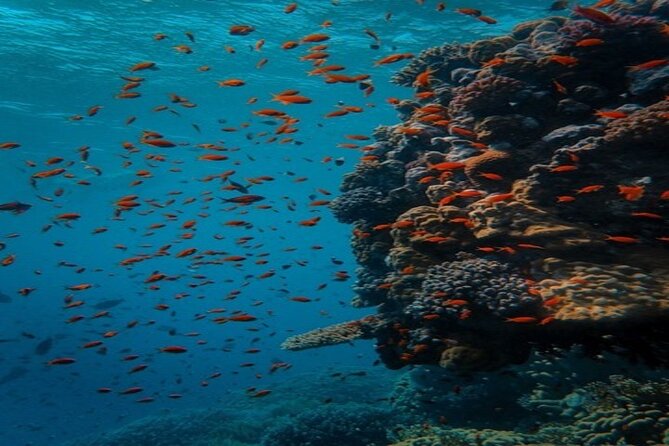 Full Day Diving for Beginners With Lunch in Hurghada - Navigating the Pickup and Dropoff