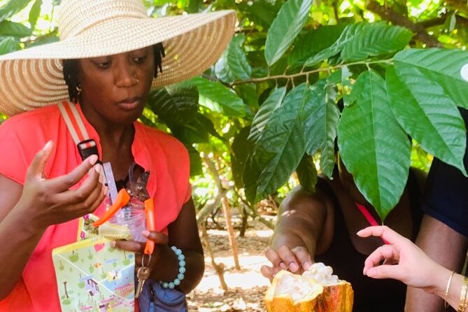 Full Day Experience to Farm and Chocolate - Meal Options
