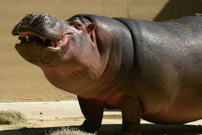 Full Day Isimangaliso Wetlands Park -Croc & Hippo &Game Fr Durban - Lunch and Dining Experience