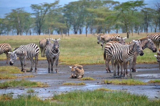 Full-Day Lake Nakuru National Park Private Tour From Nairobi - Reviews and Ratings