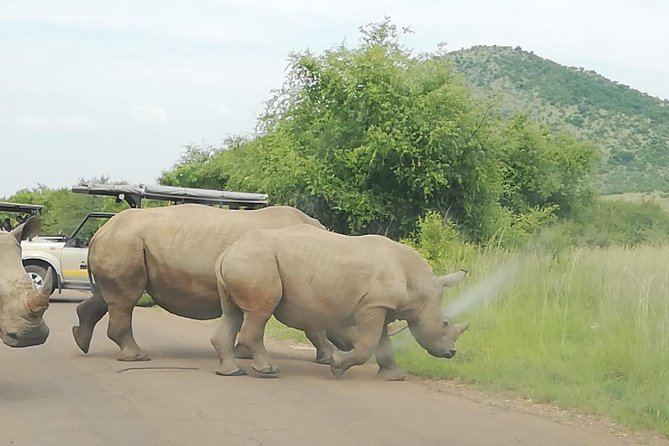 Full-Day Pilanesberg National Park Safari From Johannesburg and Pretoria - What to Expect on the Safari