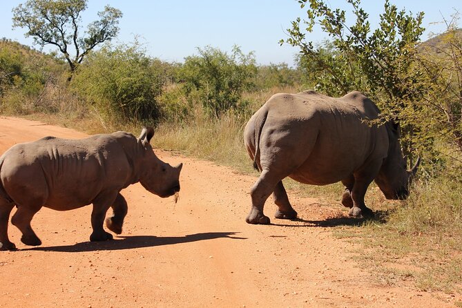 Full Day Pilanesberg Safari Tour - Traveler Experiences