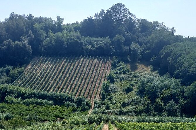 Full-Day Pisa Private Guided Tour With Visit to Local Wine Farm - Traveler Experiences and Feedback