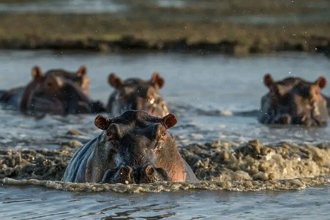 Full Day Private Tour in Chobe - Frequently Asked Questions