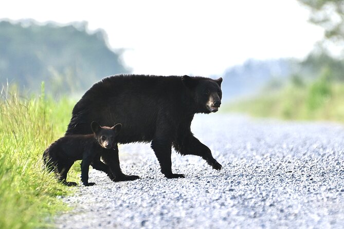 Full-Day Private Tour to Alligator River National Wildlife Refuge - Frequently Asked Questions