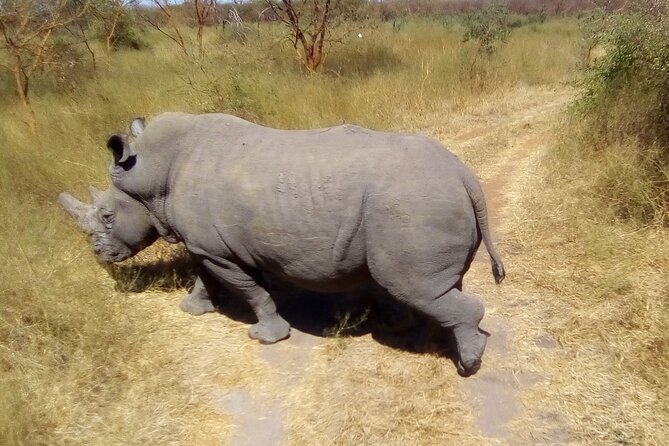 FULL-DAY SAFARI and PINK LAKE TOUR (Minimum 2 Pax) - Wildlife Sightings