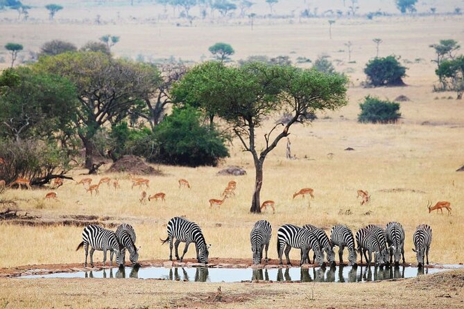 Full Day Safari From Durban to Hluhluwe-Imfolozi Game Reserve - Pricing and Booking Information