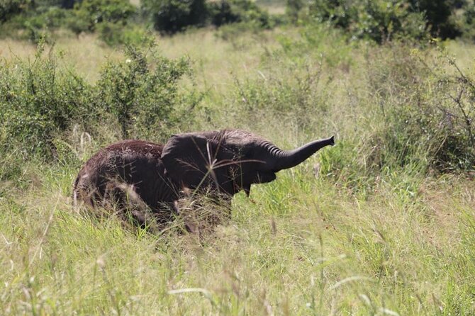 Full-Day Safari in Maputo National Park - Safari Experience Schedule