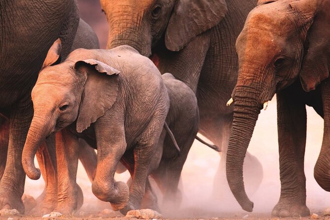 Full Day Safari to Mikumi National Park From Zanzibar With Lunch - Dining Experience During Safari