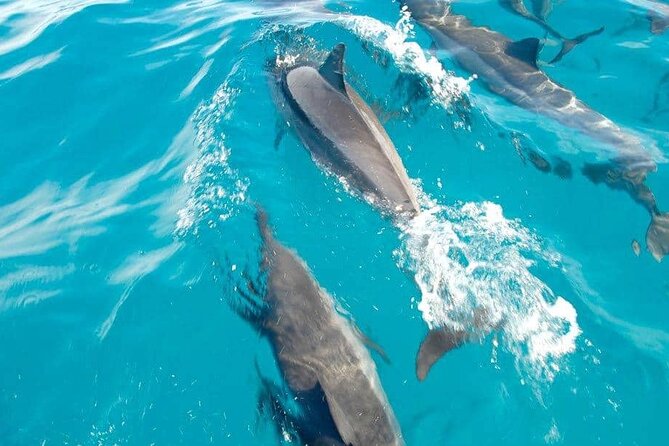 Full Day Shared Speedboat Tour – South West Lagoon Dolphin Swim