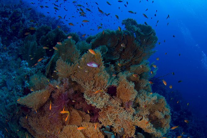Full Day Tiran Island Snorkeling Sea Trip & Lunch With Transfer – Sharm Elsheikh