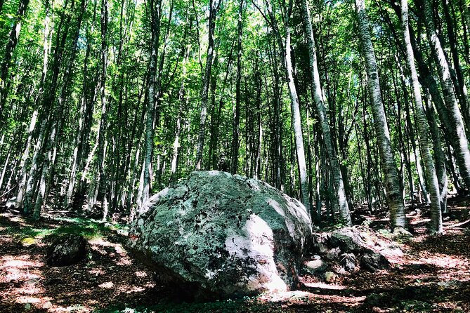 Full Day Tirana City & Dajti National Park, Private Tour - Dietary and Medical Considerations