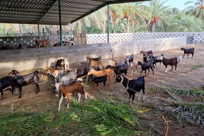 Full-Day Tour Around Masfoot and Hatta Mountain With Honey Bee Discovery Centre - Al Boma Fort