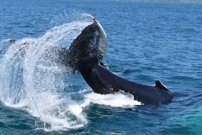 Full-Day Whale Watching Tour in Samana Bay From Uvero Alto - Whale Watching Experience
