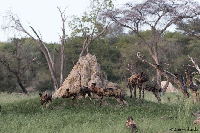 Full-Day Zimbabwe Zambezi National Park Safari & Lunch - Wildlife Sightings