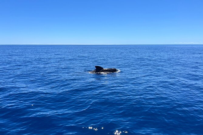 Funchal Half and Full Day Private Sailboat Tour - Accessibility Information