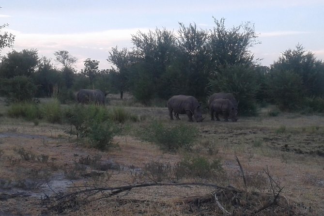 Game Drive And Rhino Walk - Exploring the National Park