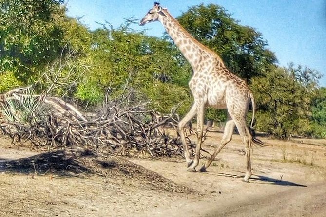 Game Drive Into the Musi Otunya National Park - Guest Reviews and Ratings