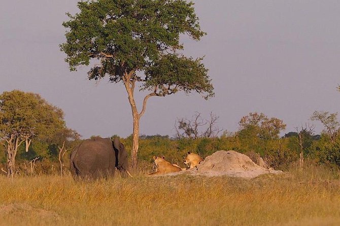 Game Drives - Traveler Reviews