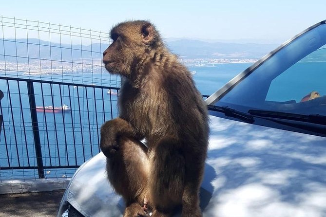 Gibraltar Sightseeing : Extended Rock Tour / Shore Excursion (Private) - Convenient Port Pickup and Drop-off
