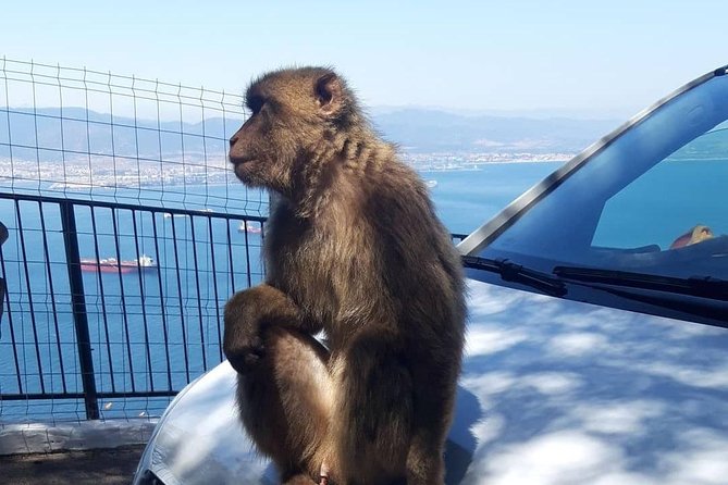 Gibraltar Sightseeing :SKYWALK AND SUSPENSION BRIDGE TOUR (Private) - Engaging and Informative Experience