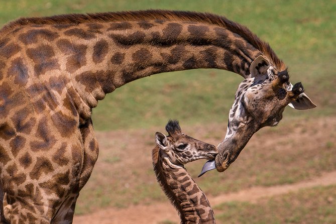 Giraffe Center and David Sheldrick Elephant Orphanage Tour - Giraffe Center Visit