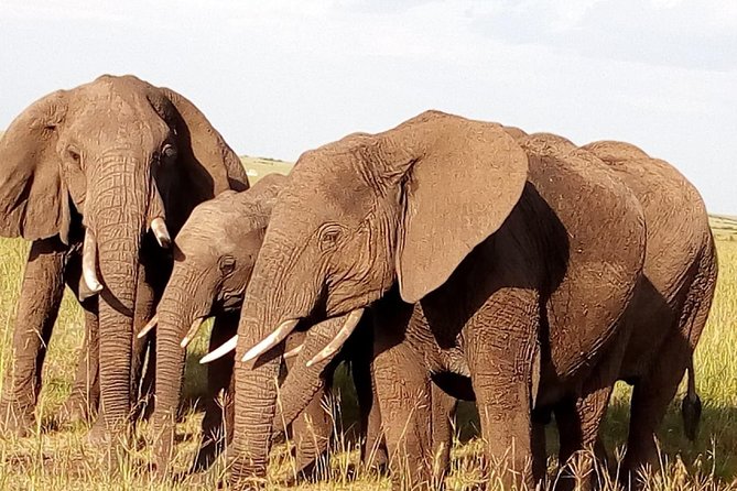 Giraffe Center, Stedmark Animals Haven & Nairobi Park Tour - Nairobi Park Game Drive