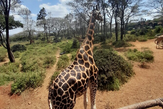 Giraffe Centre and Animal Orphanage Guided Tour In Nairobi. - Maasai Mara Exploration