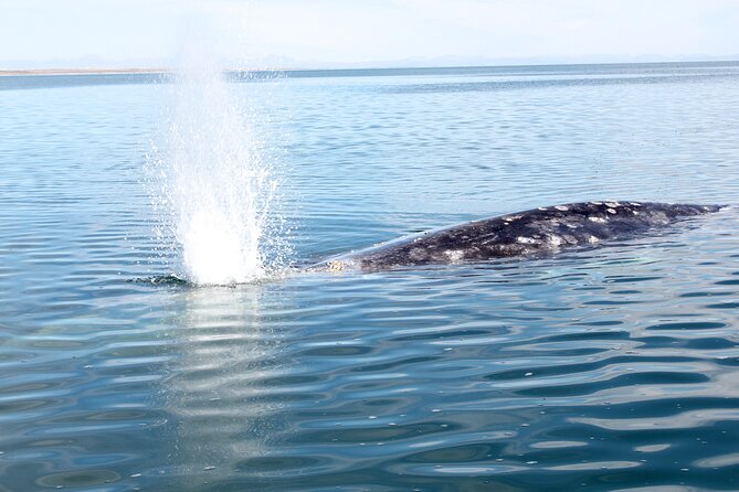 Gray Whale Watching Tour With Marine Biologist and Small Group - Additional Information