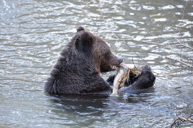Great Bears of Bute: Grizzly Bear Viewing & Indigenous Cultural Tour - Customer Reviews and Testimonials