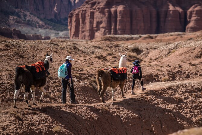 Guided Awesome 2-Hour Llama Hikes Private Experience - Tips for a Great Experience