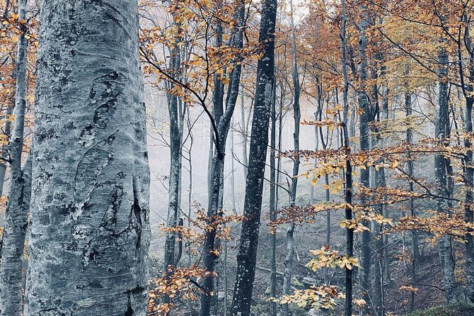 Guided Balkan Deep Forest Tour - Balkan Mountain Landscape