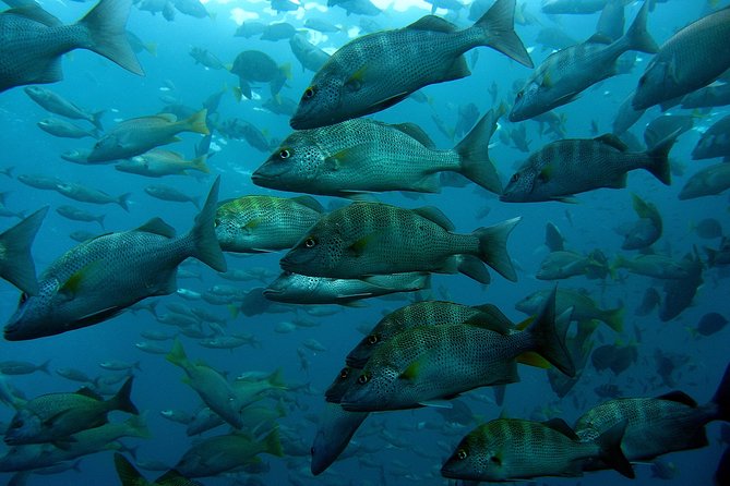 Guided by Divemaster, Cabo San Lucas Short Snorkeling Tour MANTA - Family-Friendly Tour