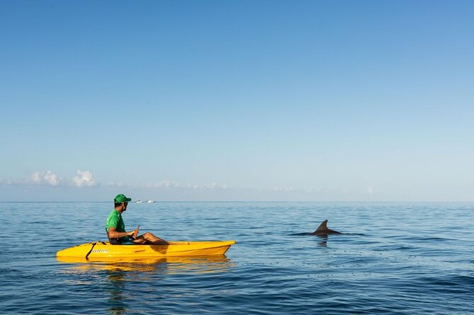 Guided Kayak 2-Hour Activity With Dolphins - Frequently Asked Questions