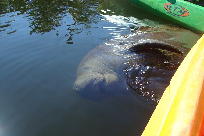 Guided Kayak Sunset Tour in Pelican Bay at Fort Myers Beach - Questions About Your Stay