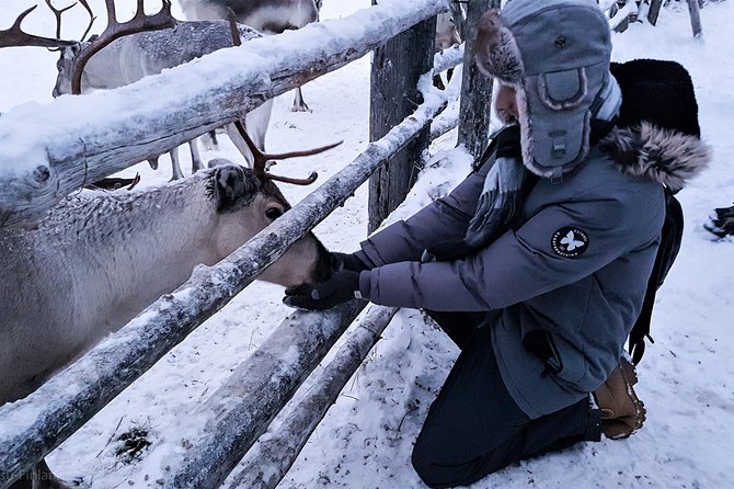 Guided Reindeer Farm Visit and One Hour Sledge Safari - Preparing for the Outdoor Adventure