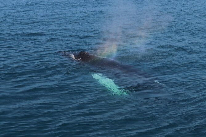 Guided Whale Watching Experience From Reykjavik - Customer Feedback and Experiences