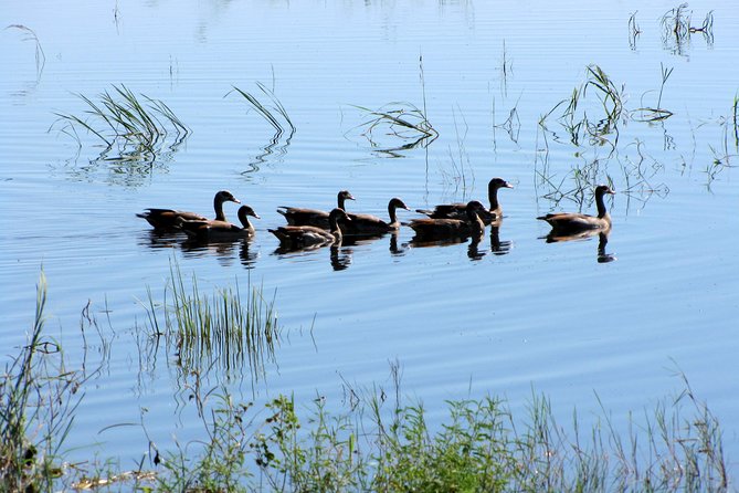 Half-Day Birding Tour of Livingstone - Tips for a Successful Tour