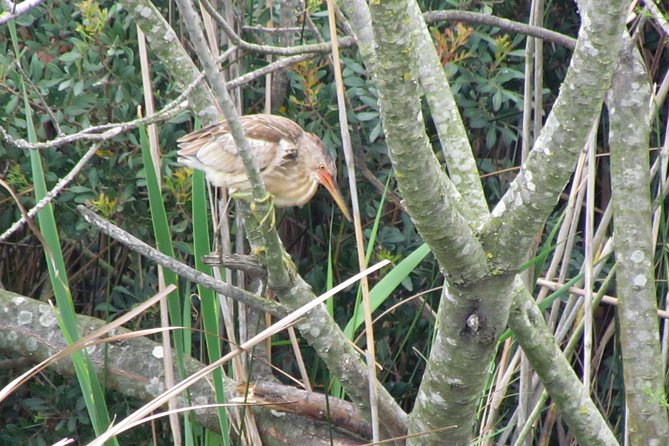 Half-Day Birdwatching Around Faro - Tips for an Enjoyable Experience